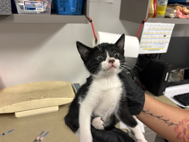Adoptable Cat