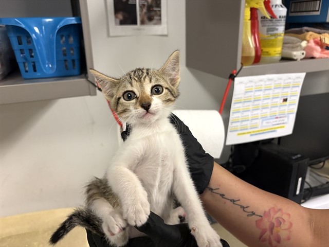 Adoptable Cat