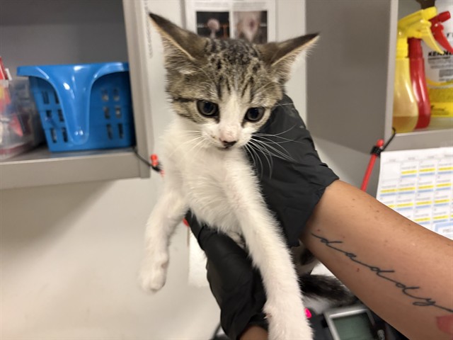 Adoptable Cat