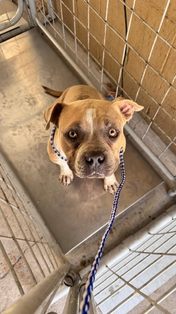 Adoptable Dog
