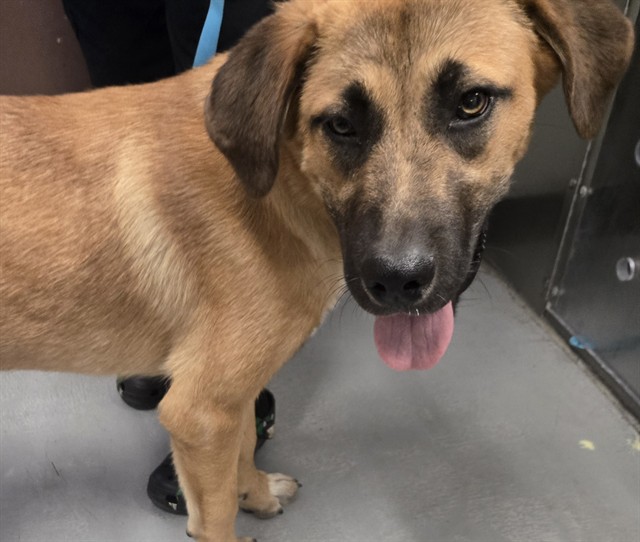 Adoptable Dog