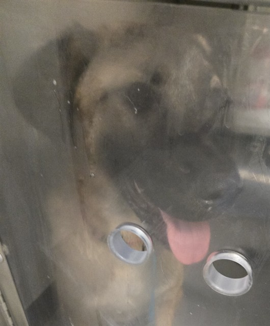 Adoptable Dog