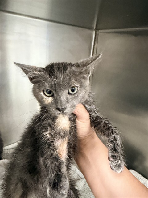 Artemis
