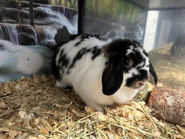 Oreo