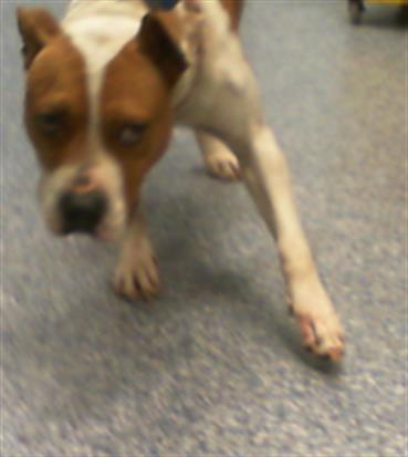 Adoptable Dog