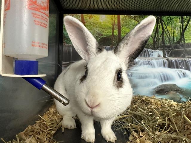 Benny The Bunny