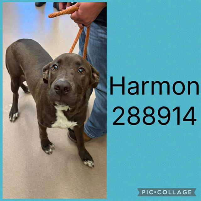 Harmon