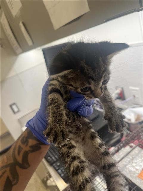 Adoptable Cat