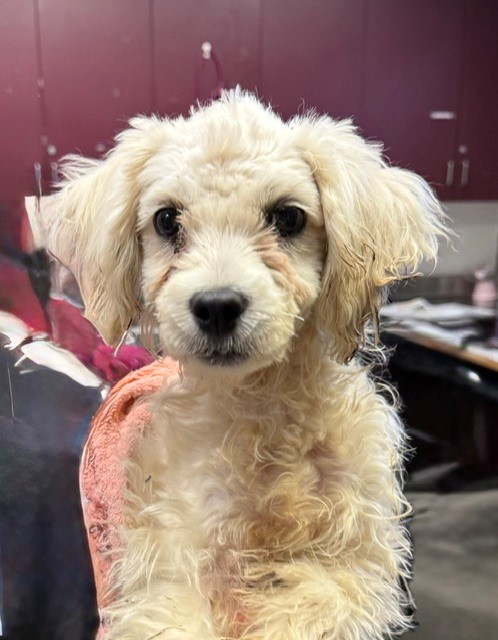 Adoptable Dog