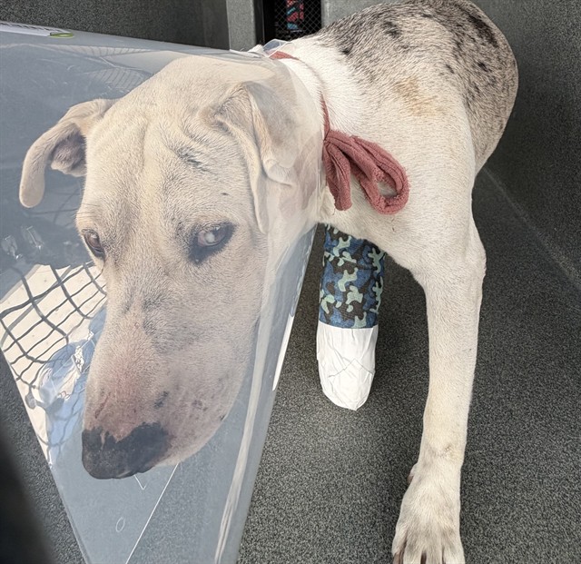 Adoptable Dog
