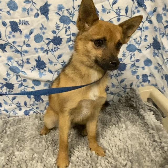 Adoptable Dog
