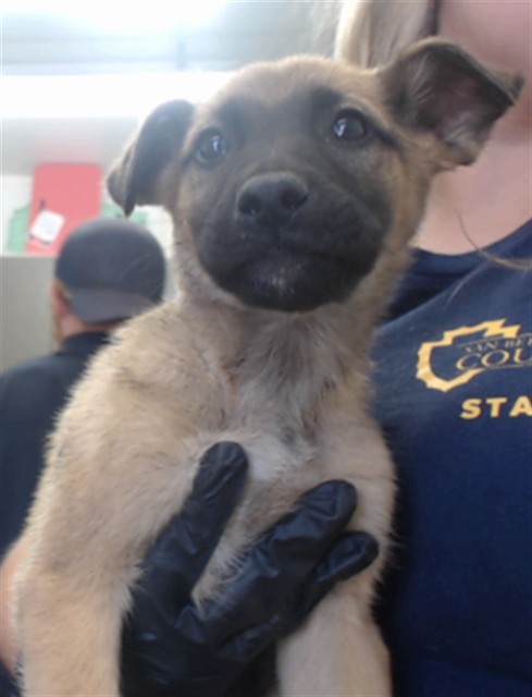 Urgent Med Adopt Caramello