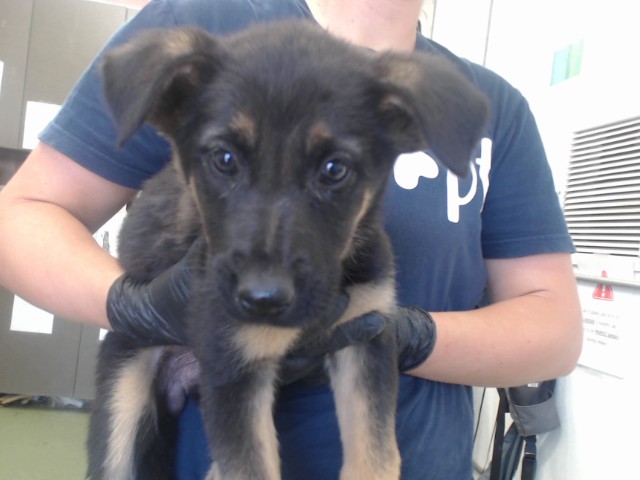 Urgent Med Adopt Almond Joy