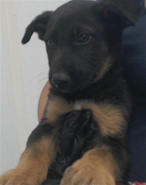 Urgent Med Adopt Kitkat