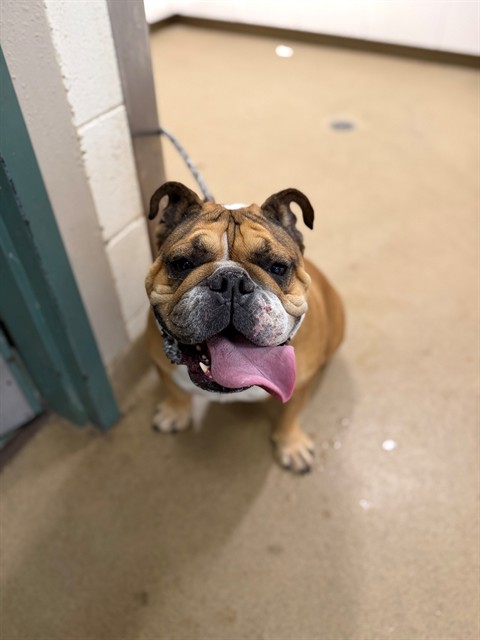 Adoptable Dog