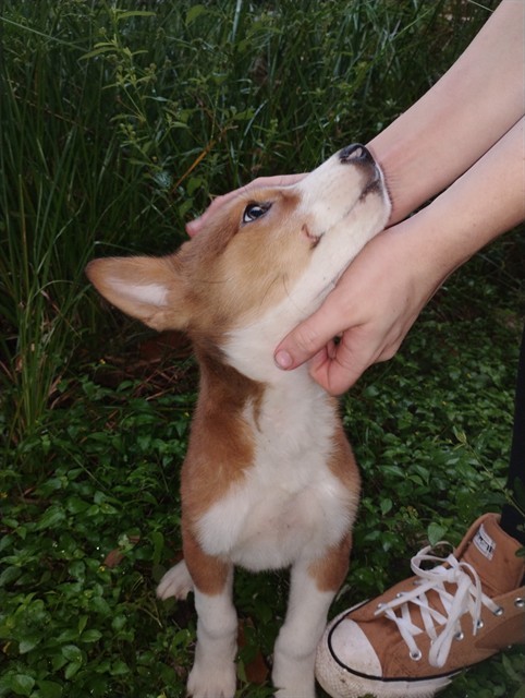 Adoptable Dog