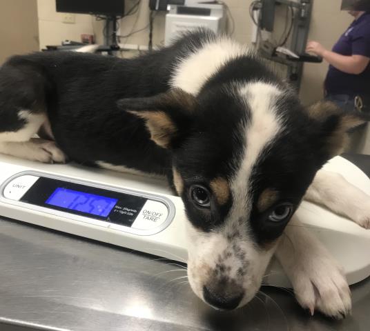 Adoptable Dog