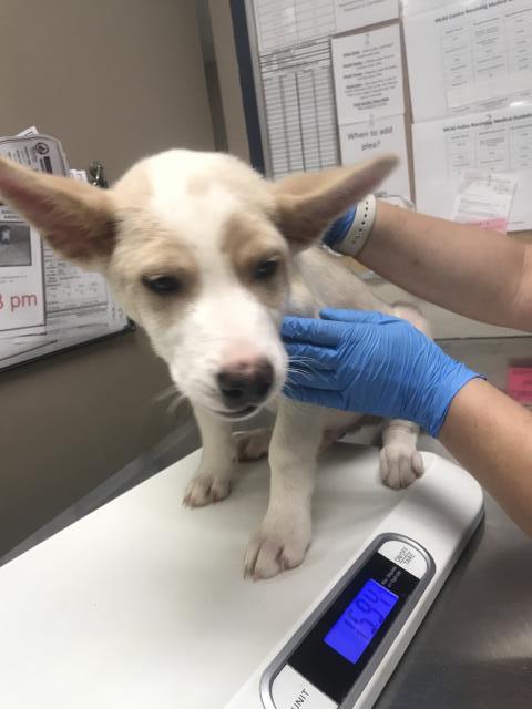 Adoptable Dog