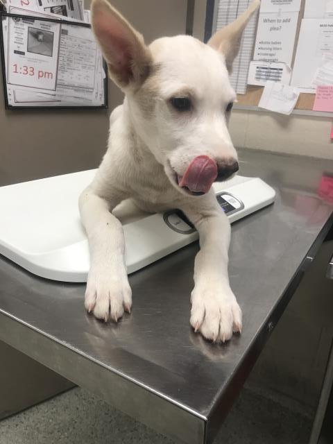 Adoptable Dog