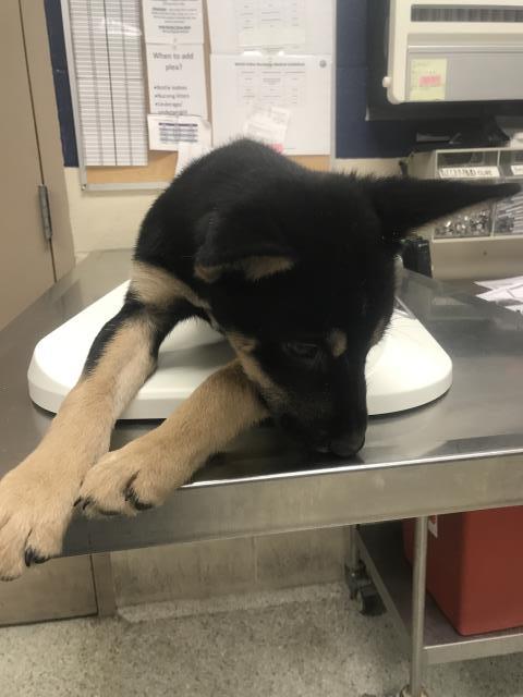 Adoptable Dog