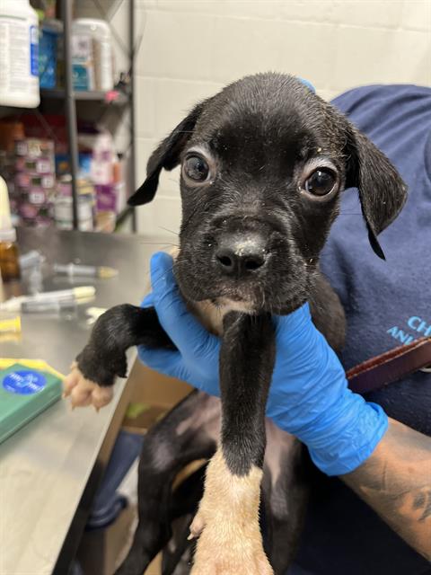 Adoptable Dog