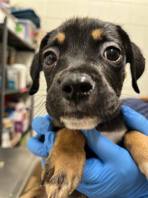 Adoptable Dog