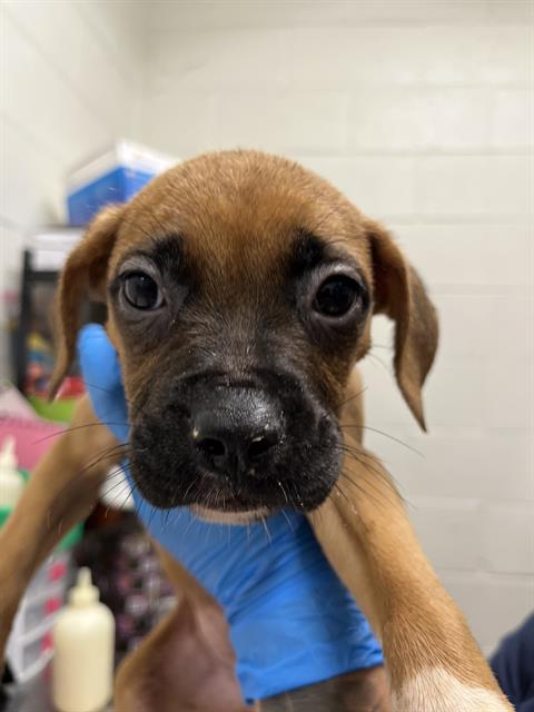 Adoptable Dog