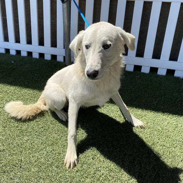 Adoptable Dog