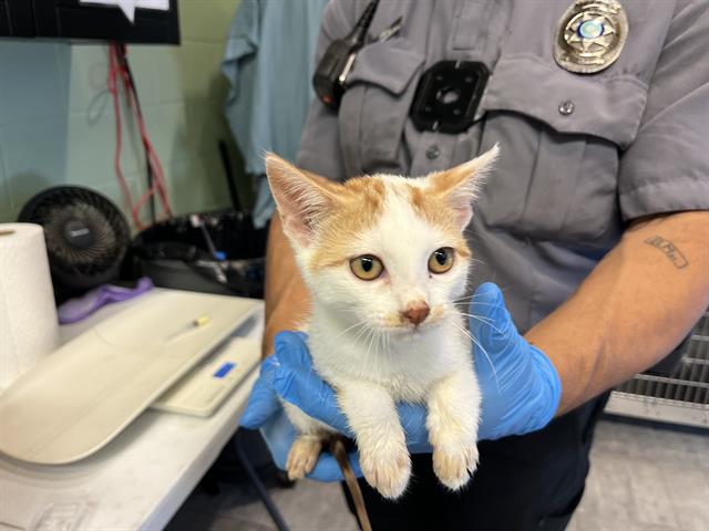 Adoptable Cat