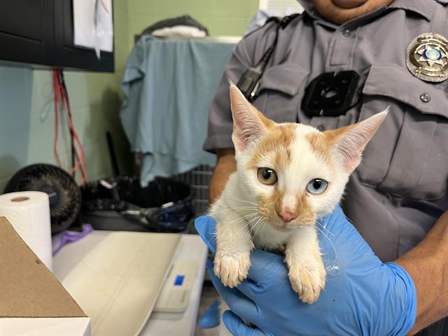 Adoptable Cat