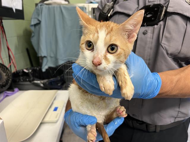 Adoptable Cat