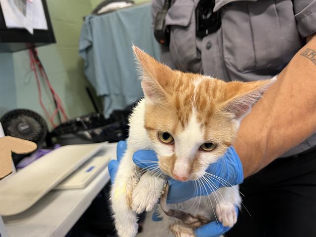 Adoptable Cat