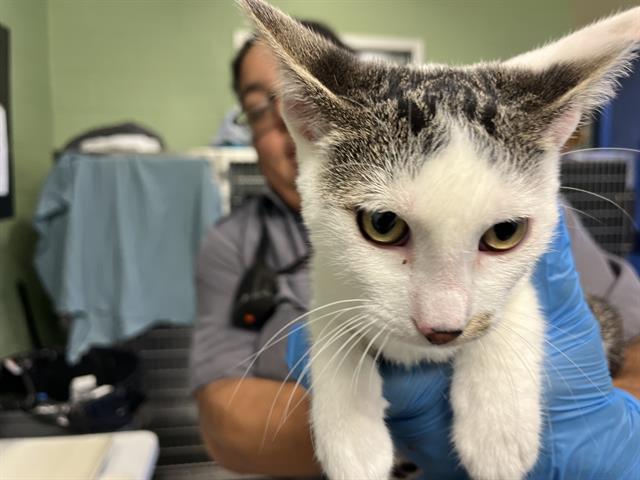 Adoptable Cat