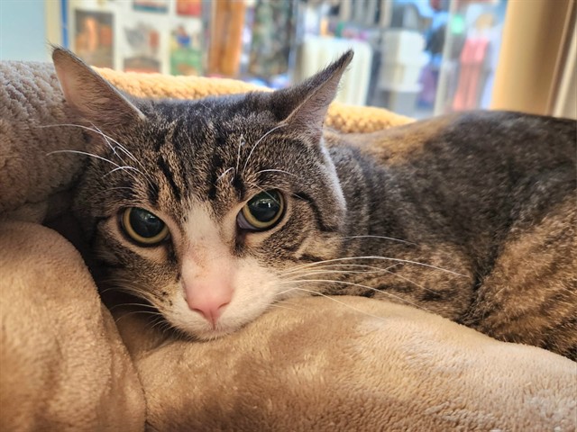 Finn