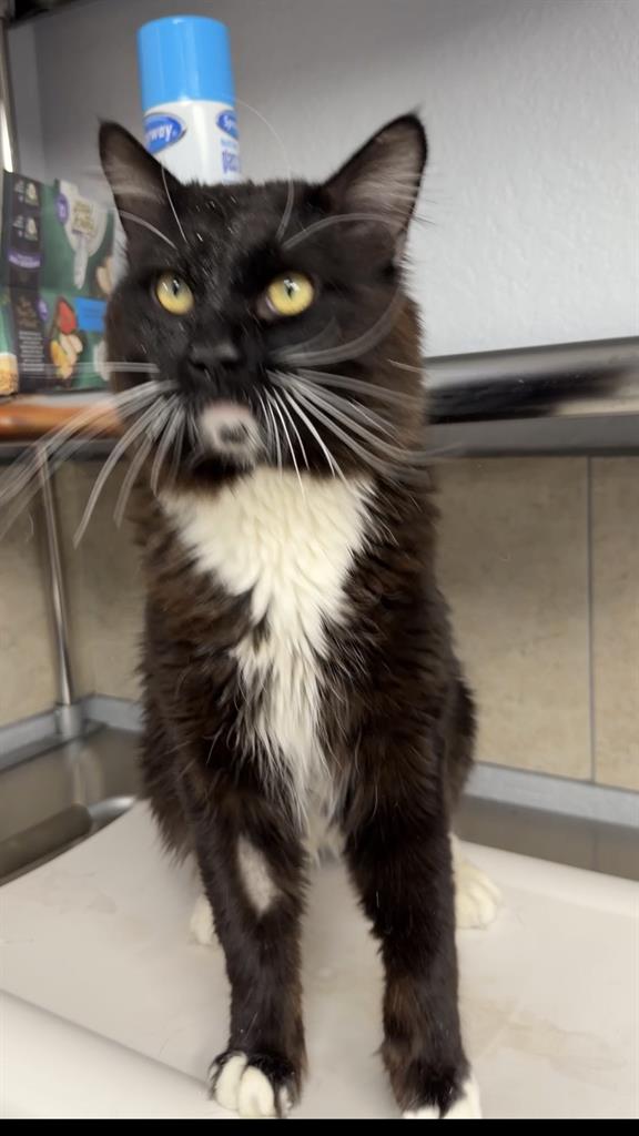 Sylvester