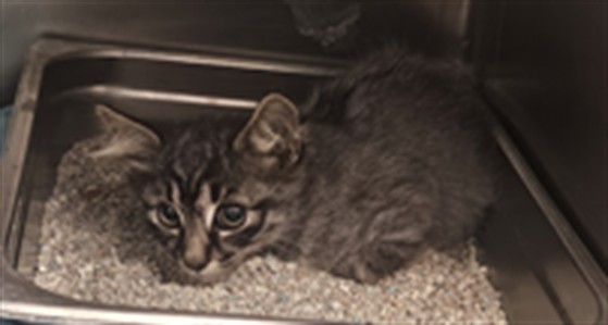 Adoptable Cat