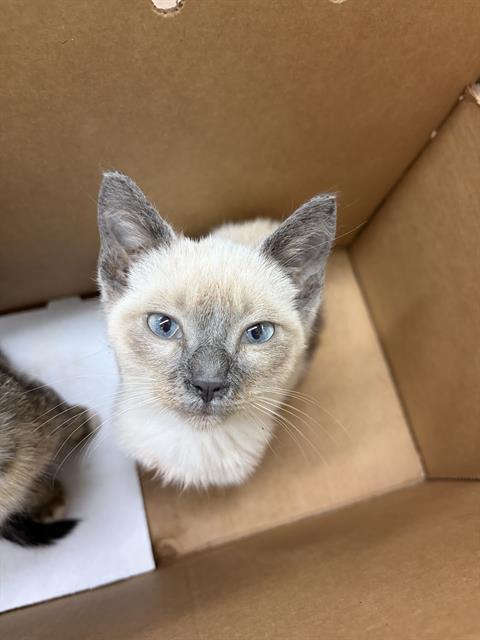 Adoptable Cat