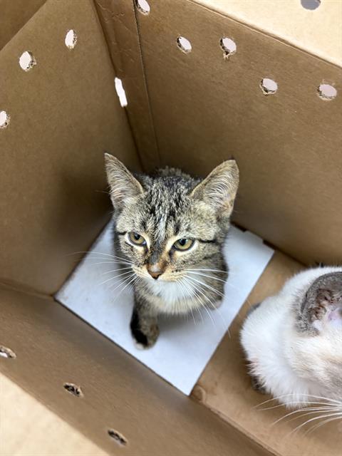 Adoptable Cat