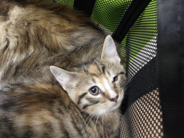 Adoptable Cat