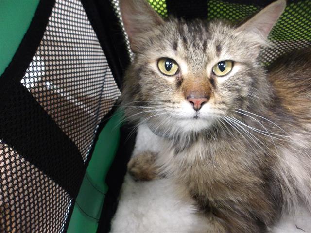 Adoptable Cat