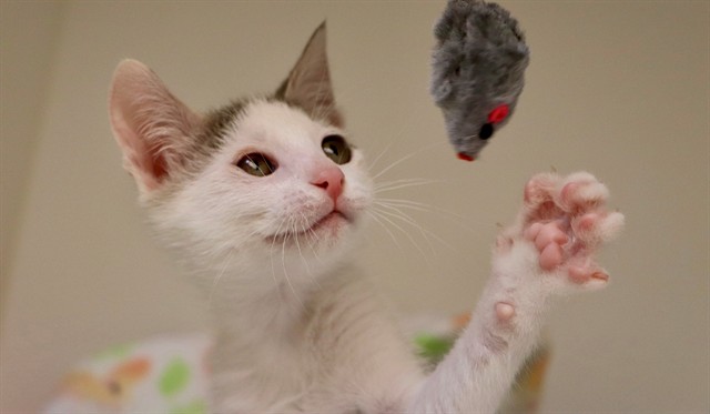 Cupid
