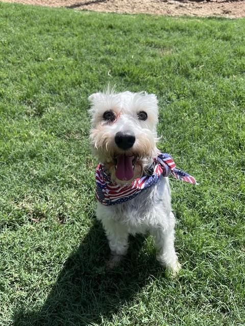 Pepito