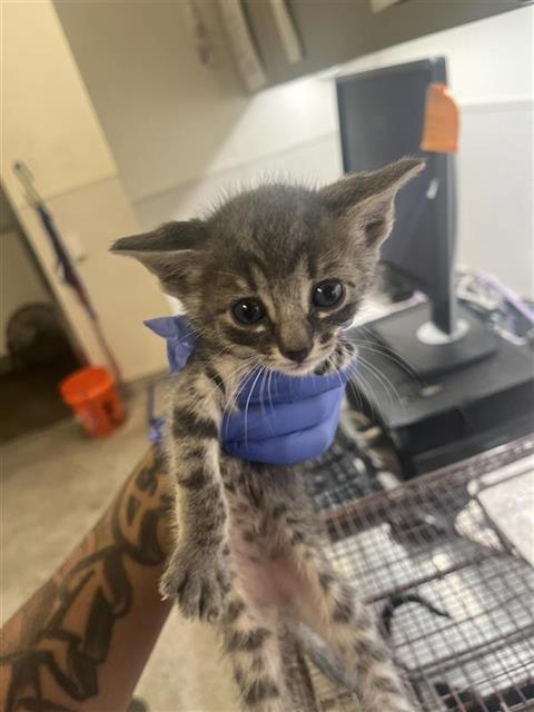Adoptable Cat