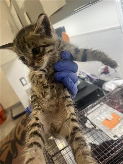 Adoptable Cat
