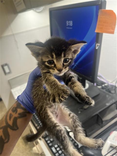 Adoptable Cat