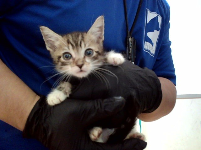 Adoptable Cat
