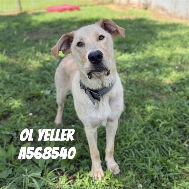 Ol' Yeller