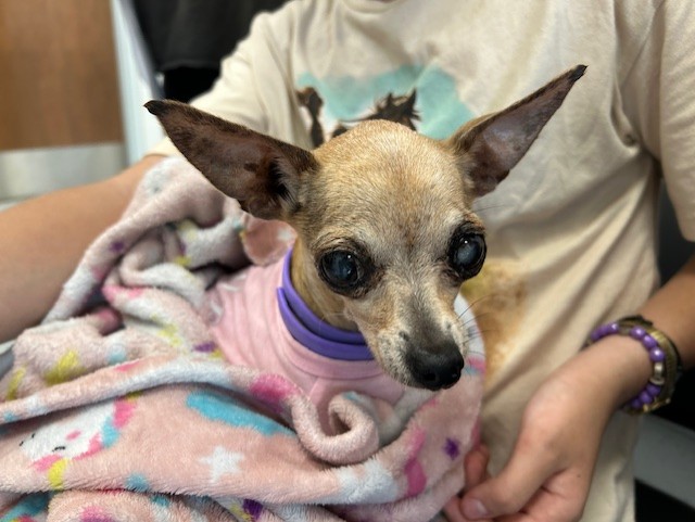 Adoptable Dog