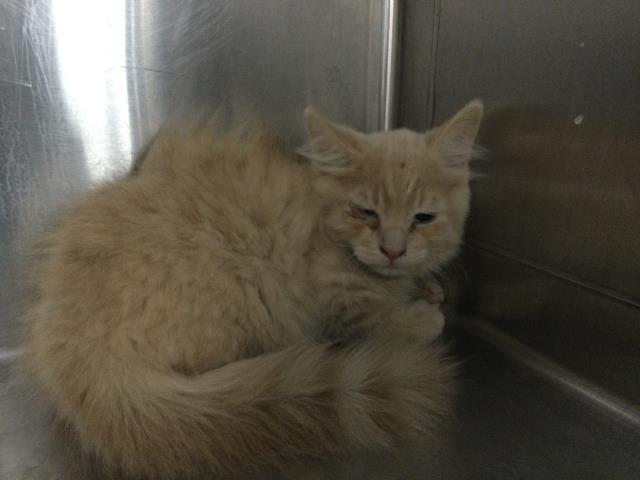 Adoptable Cat