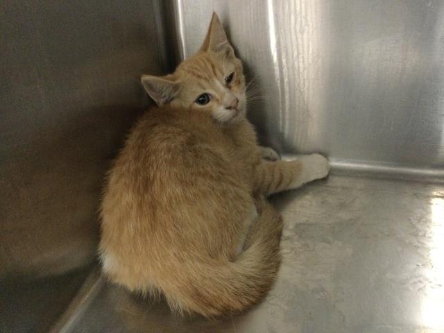 Adoptable Cat